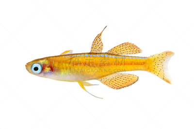 水族馆,鱼类,蓝色,红色,动物眼睛,荧光,桨叉架船,水,水平画幅,动物身体部位