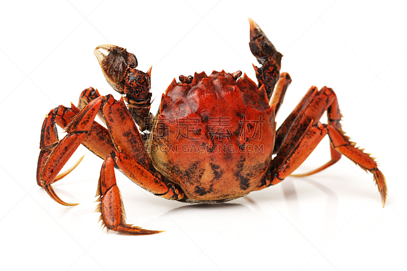 螃蟹,白色背景,分离着色,动物腿,动物肢和翼,甲壳动物,动物身体部位,野生动物,水平画幅,特写