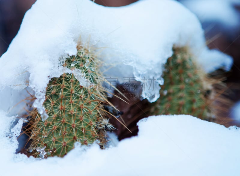 雪,仙人掌,亚利桑那,濒危物种,暴风雨,索诺兰沙漠,仙人球,凤凰,菲尼克斯市