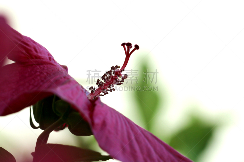 Hibiskusblüte