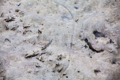 特写,海滩,弹涂鱼,风景,水,褐色,水平画幅,马来西亚,泰国,白色