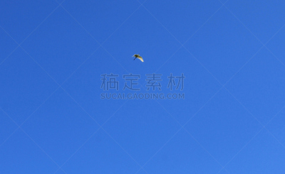 白鹭,天空,海伦岛,自然,野生动物,水平画幅,无人,鸟类,观鸟,野外动物