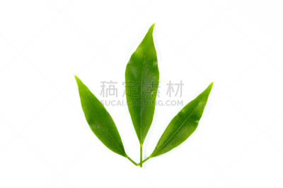 食品,有蔓植物,叶子,特写,酸,健康保健,自然界的状态,背景分离,药,泰国