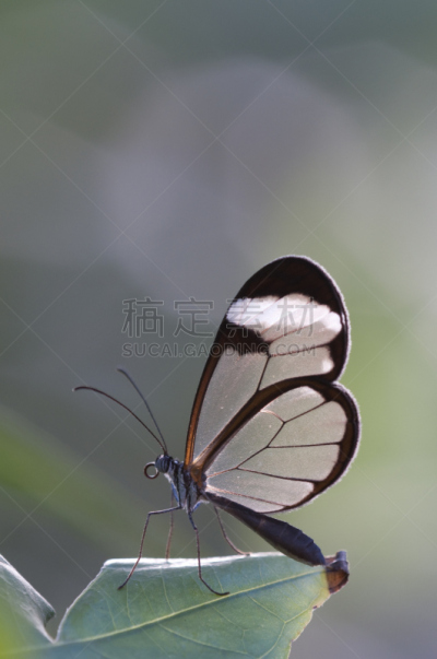 蝴蝶,星斑透翅蝶,垂直画幅,留白,无人,动物身体部位,热带雨林,户外,透翅蝶蝴蝶,特写