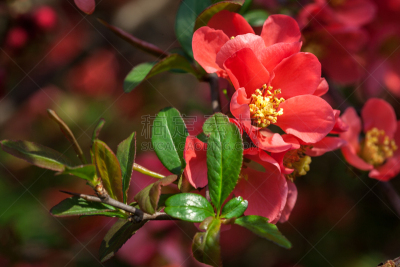 温柏,红色,花朵,皱皮木瓜,芳香的,水平画幅,无人,户外,特写,植物