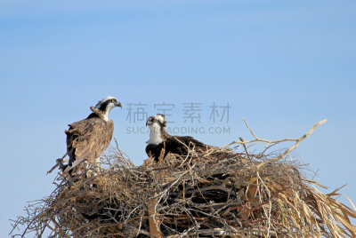 鸟类,鱼鹰,墨西哥,下加利福尼亚州,水,天空,褐色,食肉鸟,水平画幅,动物身体部位