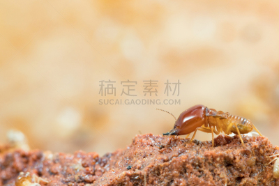 白蚁,蚁丘,特写,微距,住房,损坏的,自然,褐色,水平画幅,杀虫剂