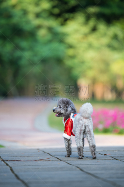进行中,贵宾犬,草,麦迪逊广场公园,自然,垂直画幅,哺乳纲,宠物,植物,无人