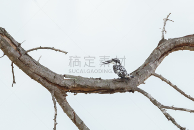 杂色翠鸟,机敏,颈,水平画幅,鸟类,早晨,动物身体部位,野外动物,偏远的,户外