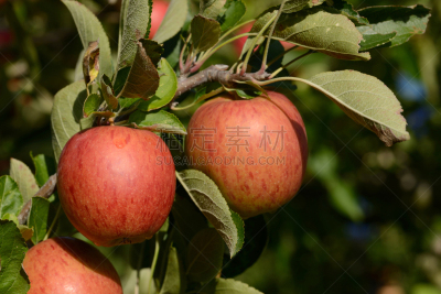 布瑞拜苹果,水平画幅,维生素,户外,农作物,植物,果园,园艺,清新,苹果树