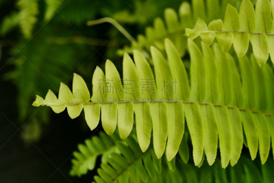 叶子,日光,蕨类,留白,高视角,枝繁叶茂,夏天,彩色图片,悬挂的,植物学