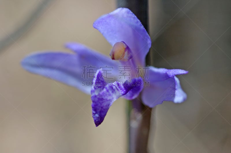 紫色,莱斯博斯岛,正面视角,兰花,水平画幅,无人,蓝色,欧洲,野生植物,野花