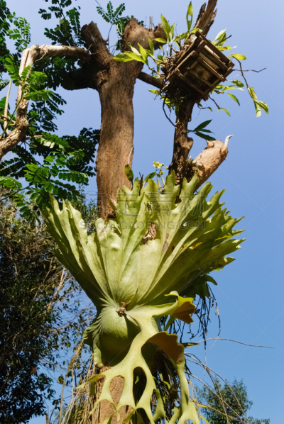 蕨类,二歧鹿角蕨,鹿角蕨,垂直画幅,天空,褐色,无人,符号,附生植物,夏天