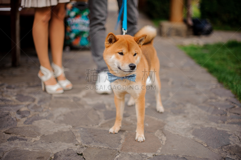 可爱的,日本柴犬,蝶泳,听从于,海洋,纯种犬,肖像,步行道路,公园,狗