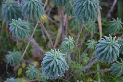 自然,水平画幅,绿色,无人,日本,户外,特写,植物,兵库县,冬天