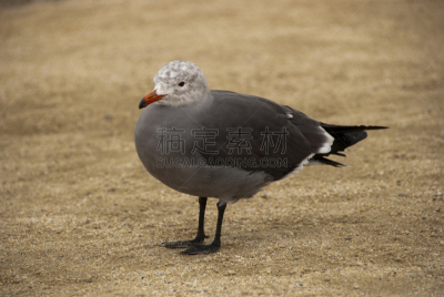 航鸥,自然,海滩,水平画幅,岩石,无人,动物,鸟类,太平洋,摄影