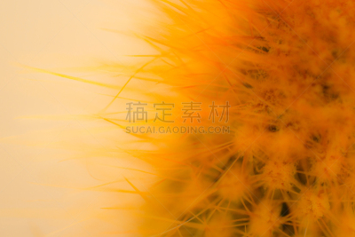 仙人掌,背景,抽象,水平画幅,室内植物,特写,植物,肉质植物