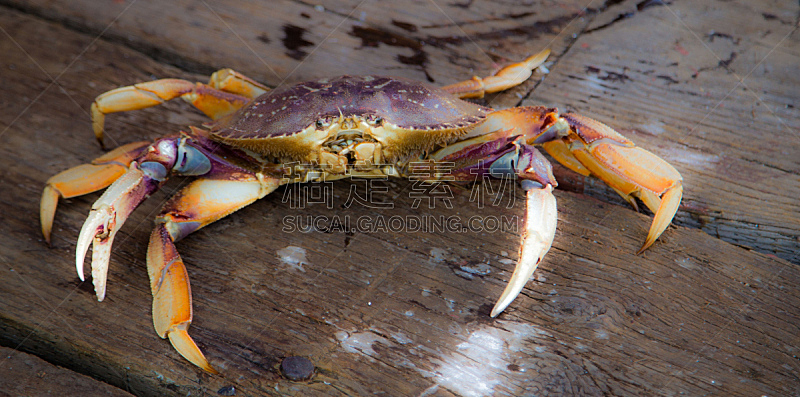 螃蟹,彩色图片,数码图形,柔和,特写,甲板,莫洛湾州立公园,莫罗贝,自然,水平画幅