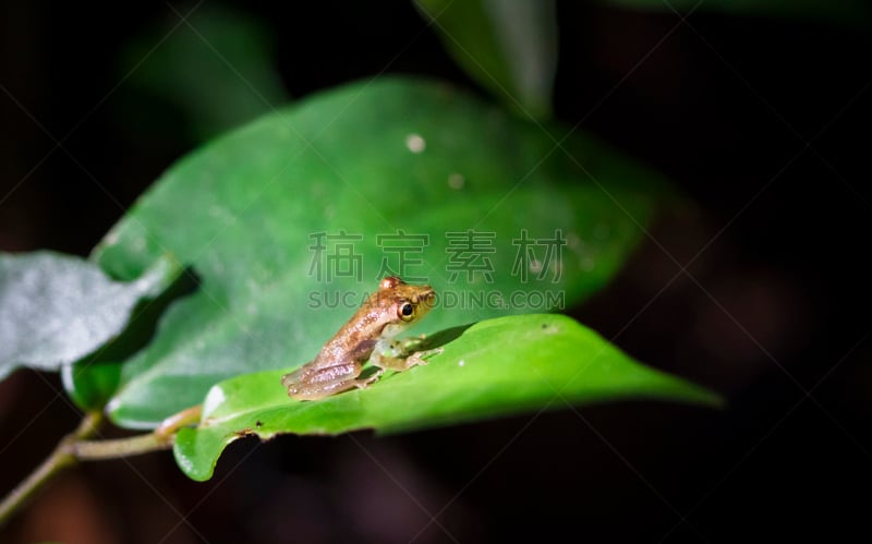 哥斯达黎加,树蛙,橄榄,婴儿,美,水平画幅,阴影,户外,雨林,树荫