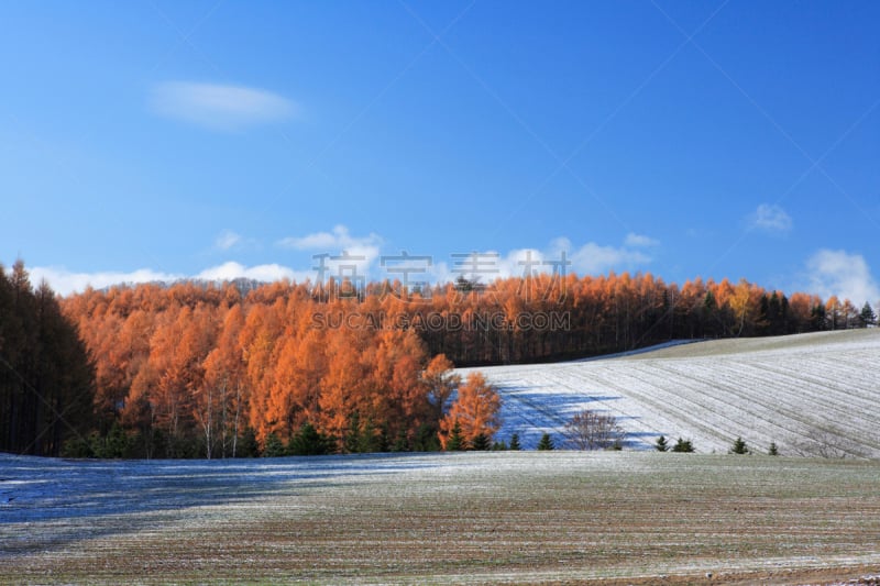 雪,陆地,富良野,落叶松,自然,天空,褐色,水平画幅,地形,山