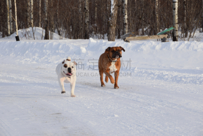 雪,斗牛犬,路,山谷,动物嘴,水平画幅,户外,哺乳纲,彩色图片,冬天