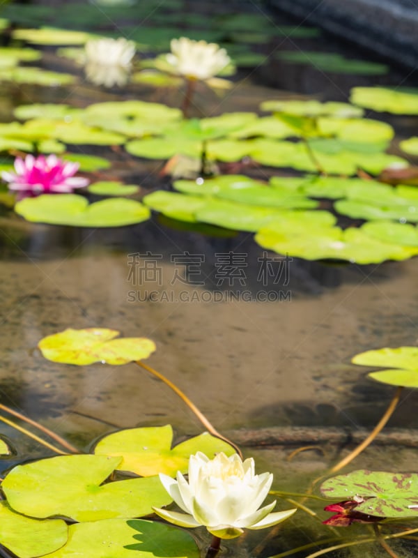 荷花,白色背景,白睡莲,自然界的状态,仓敷,池塘,植物,夏天,户外,旅行者