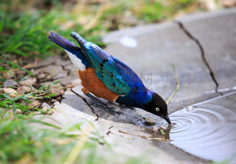 superb starling,自然,美,野生动物,水平画幅,无人,色彩鲜艳,鸟类,非洲,坦桑尼亚