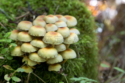 森林,蘑菇,自然,公园,水平画幅,绿色,秋天,无人,有毒生物体,户外