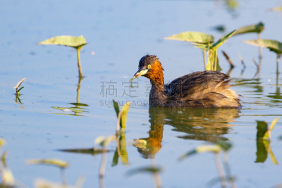 水鸭,鸭子,图像,野外动物,小的,ringed teal duck,公鸭,肉桂,野鸭,沼泽