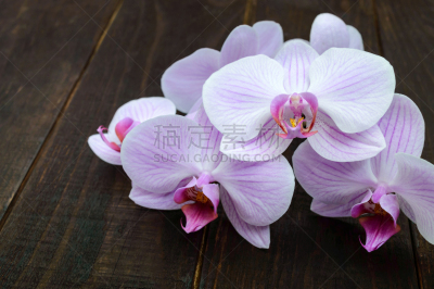 兰花,特写,粉色,深情的,精致拱石,蝴蝶兰,美,水平画幅,无人,干净