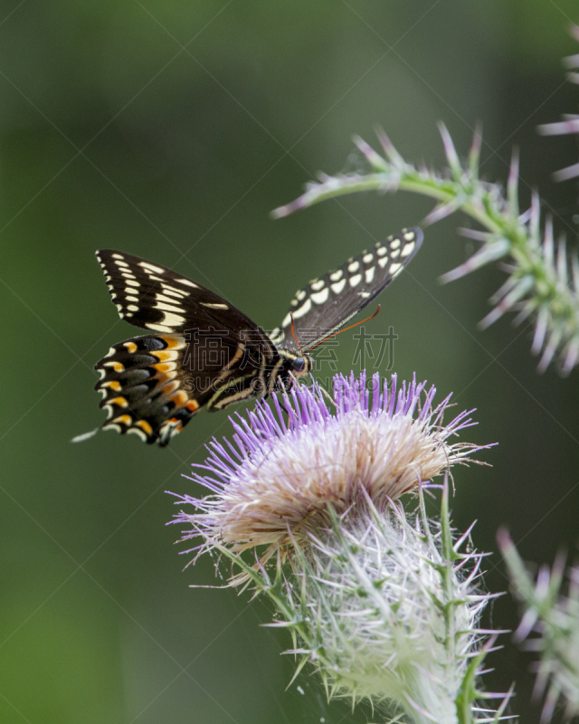 花头,自然,蓟,粉色,palamedes swallowtail butterfly,地形,背景,垂直画幅,美,无人