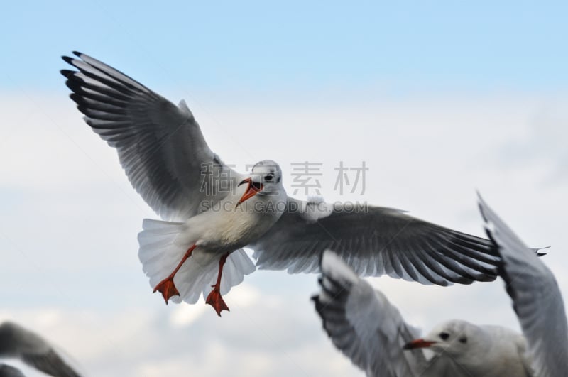 海鸥,基姆湖,乳鸽肉,黑头海鸥,挑战姿态,昆虫群,水平画幅,户外,自由,水禽