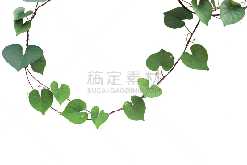 常春藤 植物 白色背景 自然 厚的 清新 卷须 边框 图像 攀缘植物图片素材下载 稿定素材 常春藤 植物 白色背景 自然 厚的 清新 卷须 边框 图像 攀缘植物图片素材下载 稿定素材