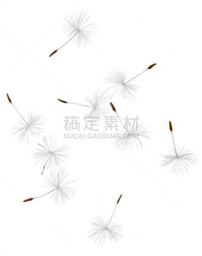 蒲公英,垂直画幅,风,植物,轻的,种子,背景分离,野生植物,俄罗斯,摄影