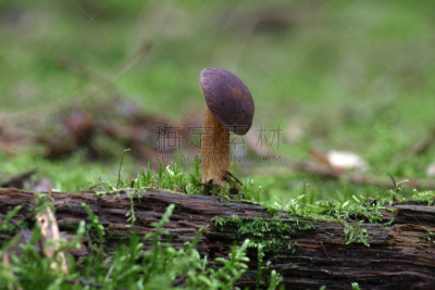 蘑菇,伞形毒菌,毒蘑菇,公园,非都市风光,水平画幅,小的,地形,无人,欧洲