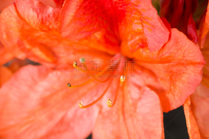 杜鹃花,自然美,黄体,水平画幅,夏天,户外,特写,植物,枝,植物学