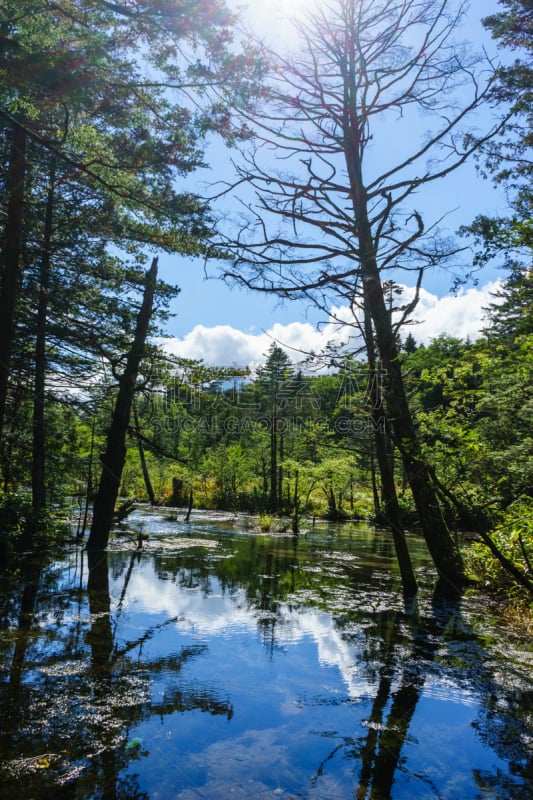 沼泽,中部山岳国立公园,飞驒山脉,森林浴,长野县,旷野,垂直画幅,水,天空,里山