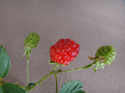 水果,黑刺莓,红松,温带的花,肺叶,水平画幅,枝繁叶茂,荆棘,蔷薇科,户外