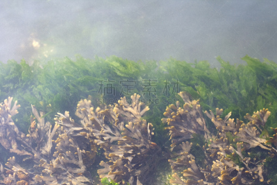 藻类,胶浆,水,水平画幅,绿色,运河,泻湖,海洋,海草,植物