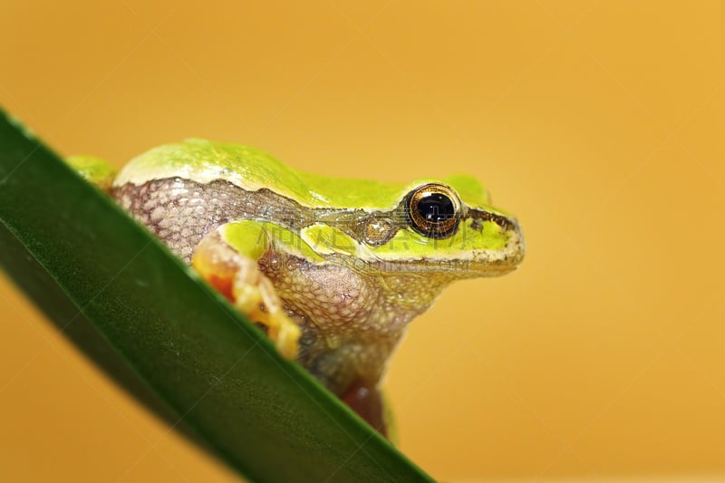 特写,可爱的,树蛙,水,美,褐色,水平画幅,无人,hylidae,爬虫学