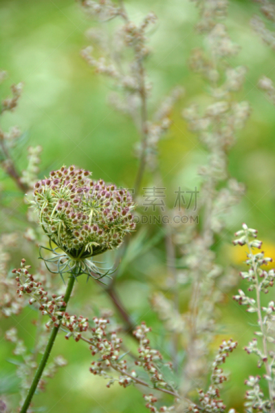 花蕾,queen annes lace,垂直画幅,选择对焦,植物形态,草地,无人,夏天,户外,野胡萝卜花