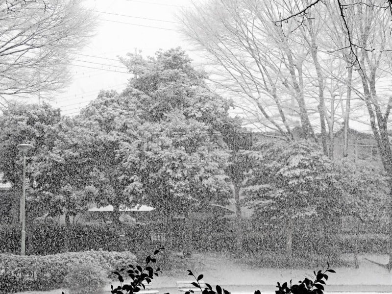 雪,东京,东京时装周,公园,自然美,林区,深雪,自然现象,背景,绘画插图