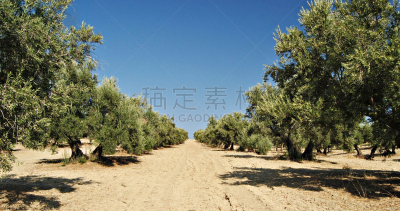 橄榄,哈恩省,天空,草地,草原,水平画幅,地形,油橄榄树,无人,户外