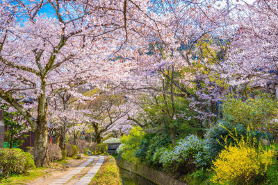 京都府,日本,春天,公园,水平画幅,樱花,无人,运河,户外,湖