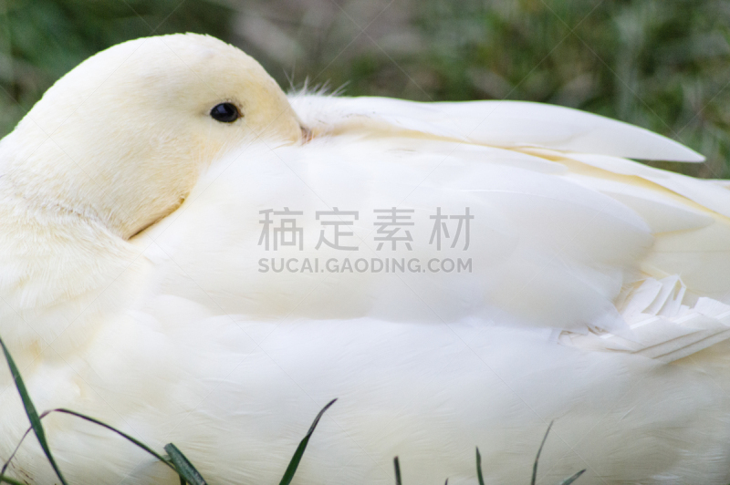 鸭子,宁静,水平画幅,无人,鸟类,户外,草,特写,一只动物,水禽