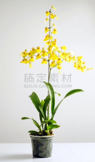 自然,垂直画幅,兰花,文心兰,无人,黄色,花,摄影,装饰