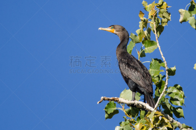 双冠鸬鹚,高大的,自然,野生动物,美国,水平画幅,橙色,鸟类,野外动物,黑色