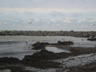 2002,韦兰运河,海藻灰,石勒苏益格-荷尔斯泰因,水,天空,水平画幅,地形,沙子,秋天