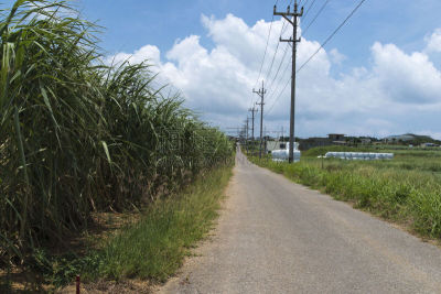 路,甘蔗,冲绳县,岛,留白,水平画幅,无人,当地著名景点,竹富町,夏天