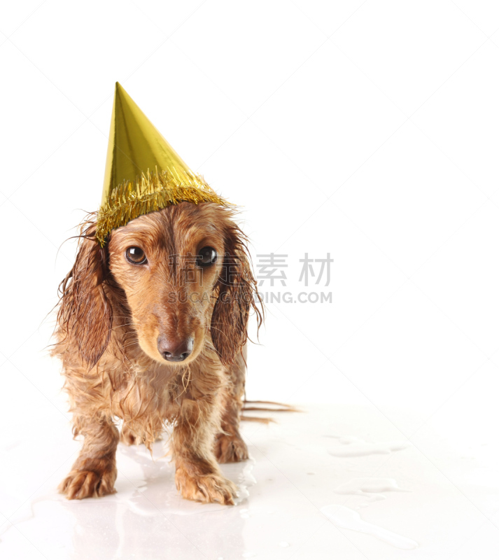 垂直画幅,水,派对帽,湿,猎犬,雨,狗,乐趣,面部表情,背景分离